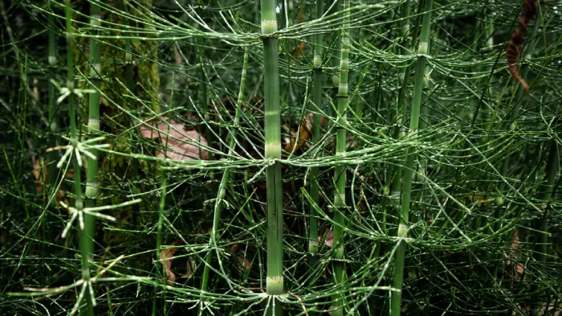 bamboo 